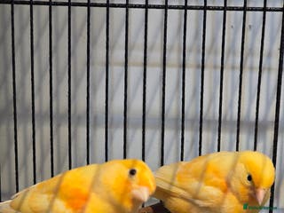 Canaries birds canaries for sale - Advert 1