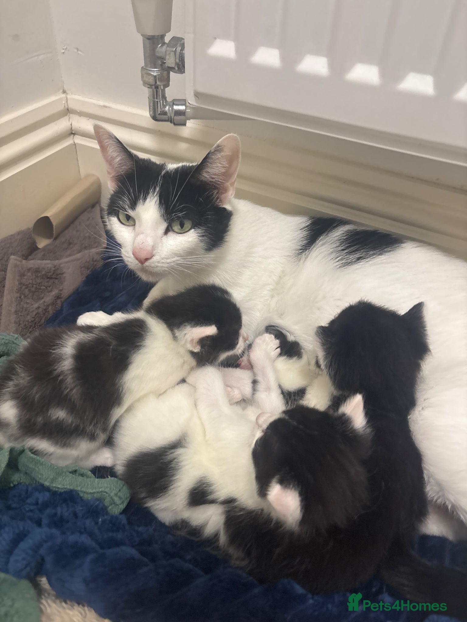 Mixed Breed cats Beautiful Black & White Kittens - Advert 2
