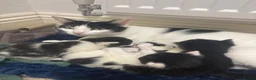 Mixed Breed cats for sale: Beautiful Black & White Kittens - Advert 1
