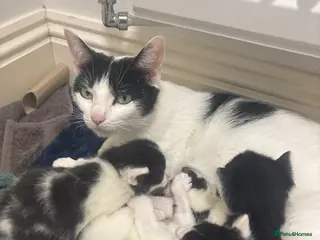 Mixed Breed cats Beautiful Black & White Kittens - Advert 7