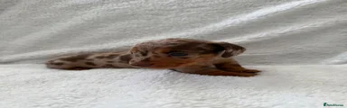 Miniature Dachshund 2