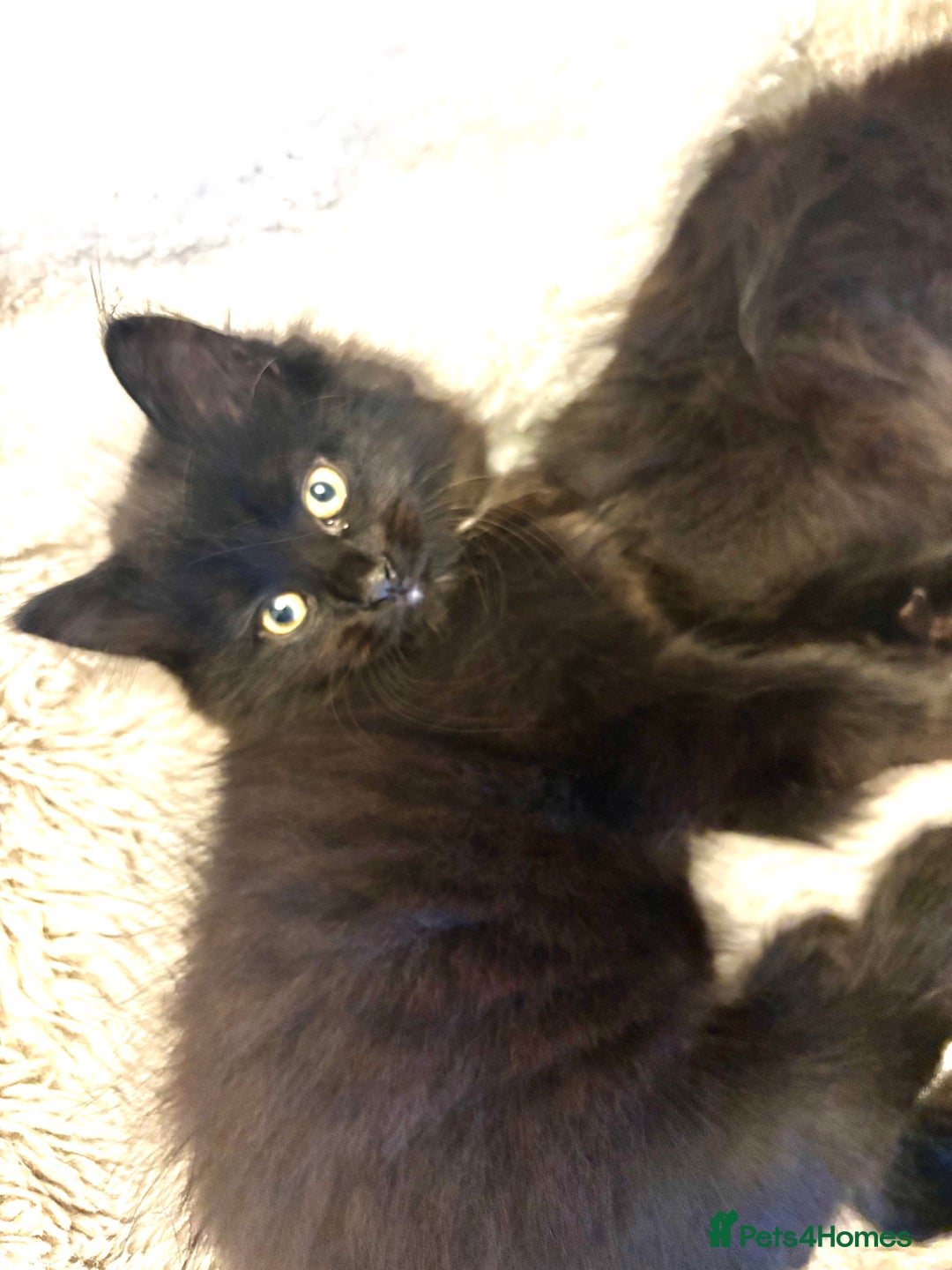 Mixed Breed cats for sale: Very fluffy, playful kittens - Advert 2