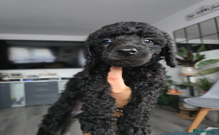 Standard Poodle dogs - Advert 3