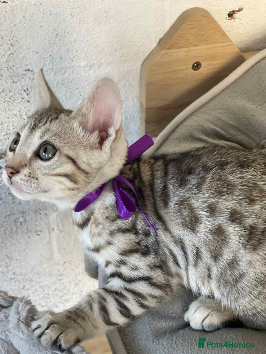 Bengal cats for sale: 🐾 Pedigree tica registered Bengal Kittens - Image 24