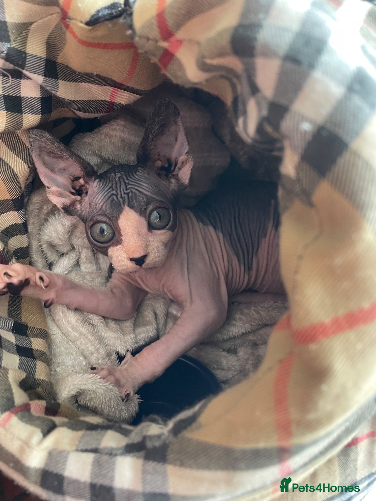 Sphynx cats Blue and White Sphynx Kitten - Advert 1