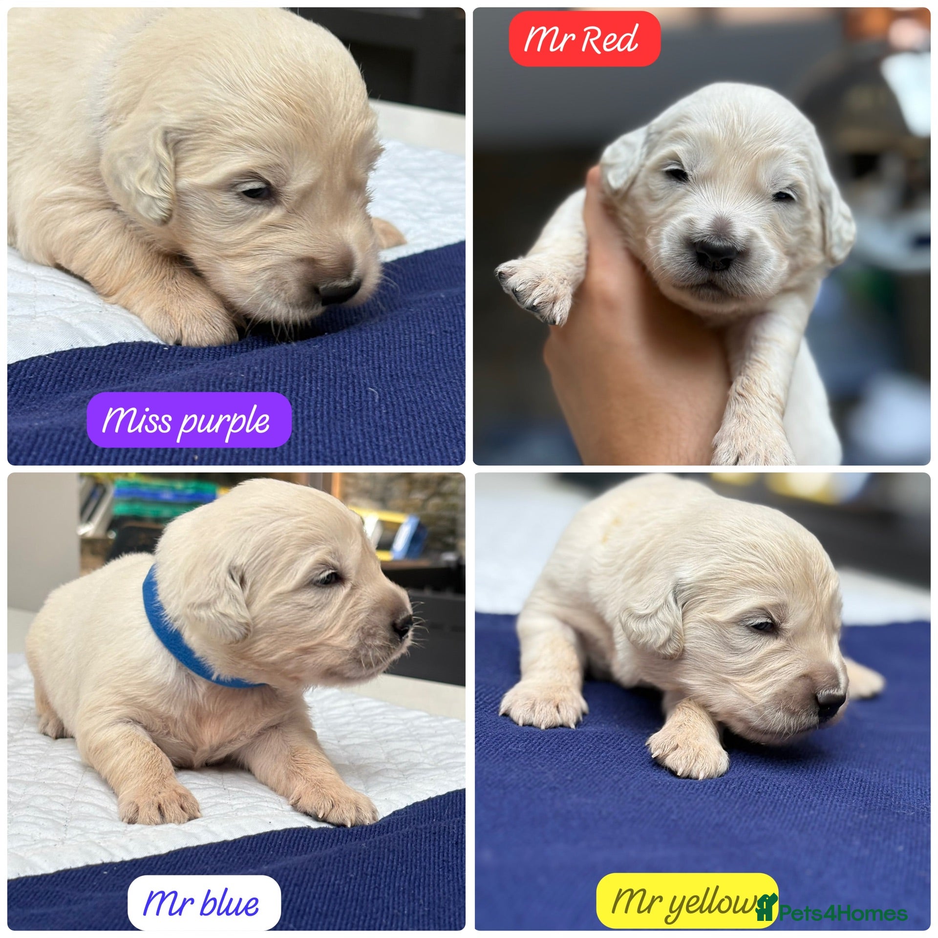 Golden Retriever dogs Outstanding KC Reg Golden Retriever Puppies - Advert 1