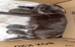 British Shorthair cats for sale: RARE LILAC COLOURPOINT BRITISH SHORT HAIR KITTENS  - Image 12
