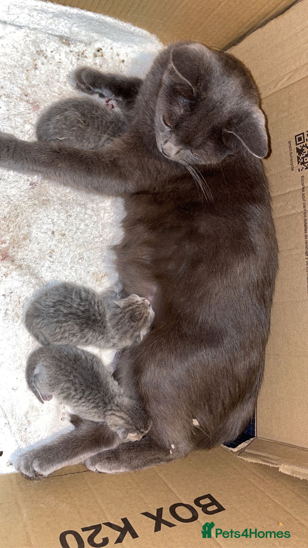 British Shorthair cats for sale: RARE LILAC COLOURPOINT BRITISH SHORT HAIR KITTENS  - Image 12