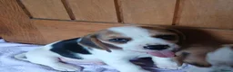 Beagle dogs for sale: Beagle puppies  - Advert 18