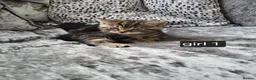 Mixed Breed cats for sale: 3 beautiful kittens looking for there new home - Advert 7