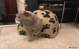 British Shorthair cats for stud: STUD ONLY in Huddersfield - Image 11