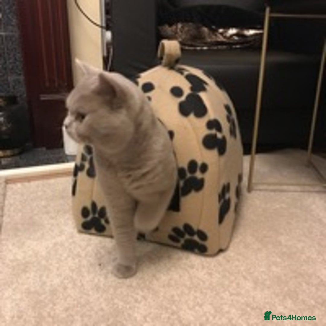 British Shorthair cats for stud: STUD ONLY in Huddersfield - Image 11