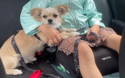 Mixed Breed dogs for sale: I have 2 dogs both baby’s  - Image 3