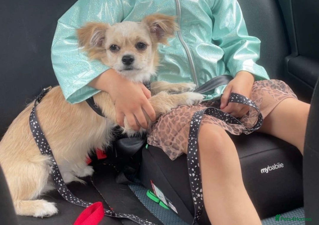 Mixed Breed dogs for sale: I have 2 dogs both baby’s  - Image 3