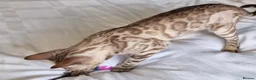 Bengal cats for sale: 12 month old female Bengal ready to leave - Advert 21