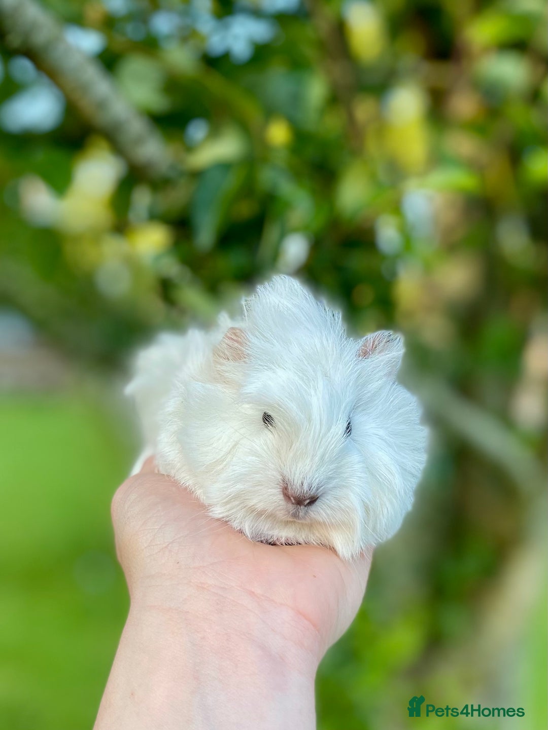 Guinea Pig rodents for sale: Long haired Guinea Pigs For Sale - Image 13
