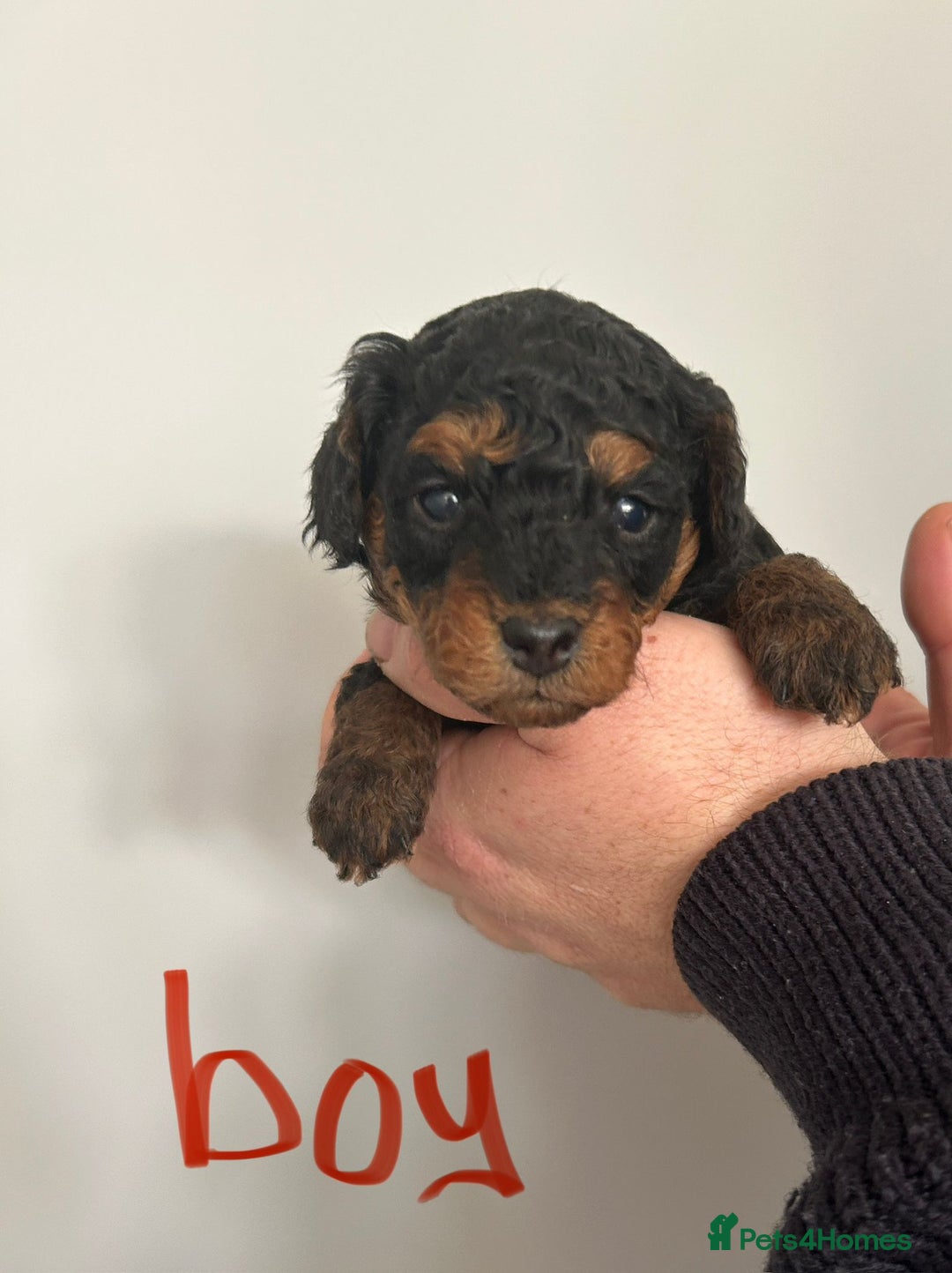 Toy Poodle dogs for sale: Beautiful pure chocolate & phantom Toy Poodles - Advert 7