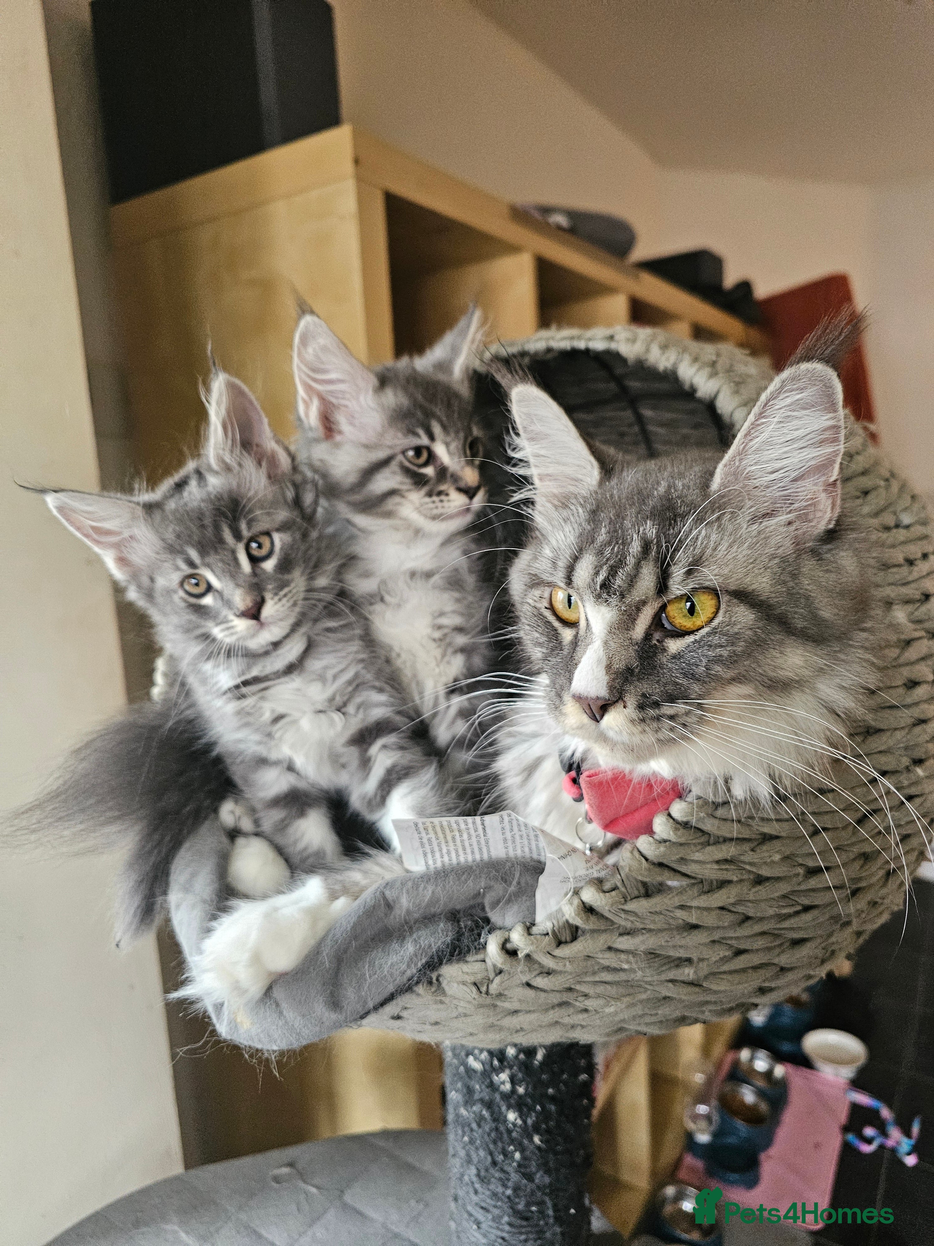 Maine Coon cats Tica Registered Maine Coon Boy  - Advert 4