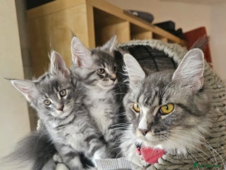 Maine Coon cats Tica Registered Maine Coon Boy - Advert 4