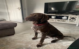 German Shorthaired Pointer dogs for sale: Exceptionally Well Bred German Shorthair Pointer  - Image 11