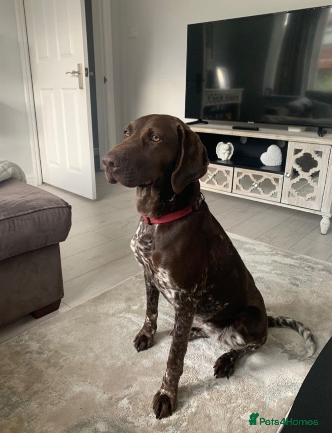 German Shorthaired Pointer dogs for sale: Exceptionally Well Bred German Shorthair Pointer  - Image 11