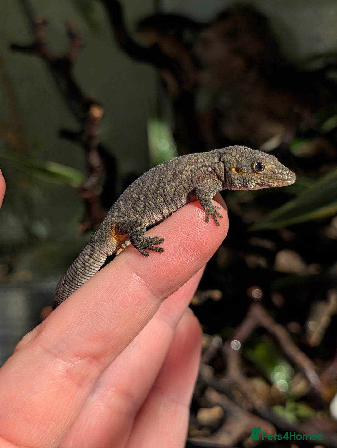 Gecko reptiles for sale: Eurydactylodes Agricolae (Bauers Chameleon Gecko) - Advert 5