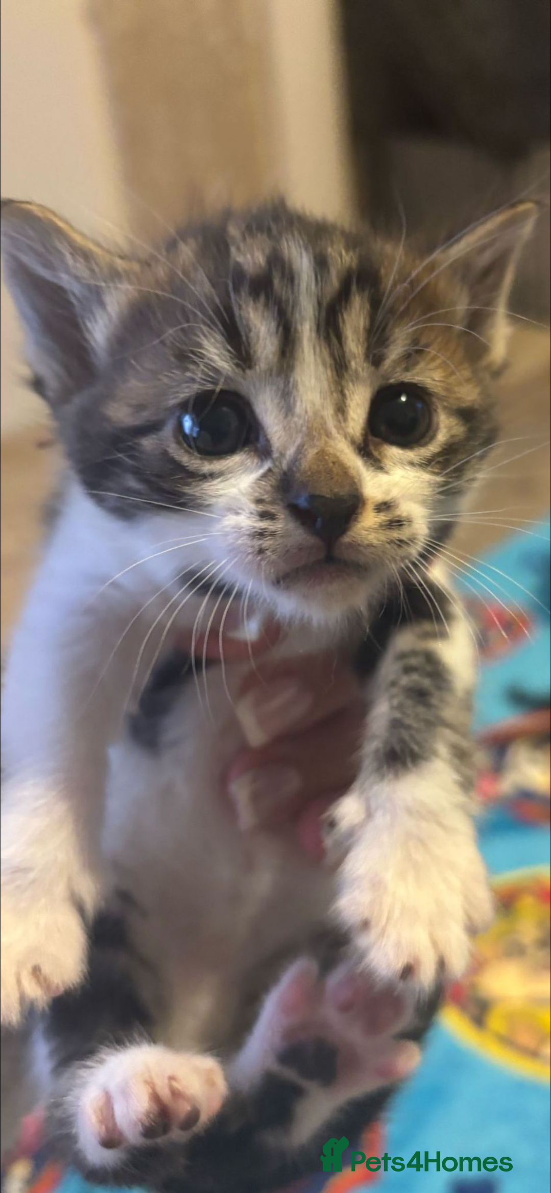 Mixed Breed cats for sale: 11 beautiful kittens  - Image 7