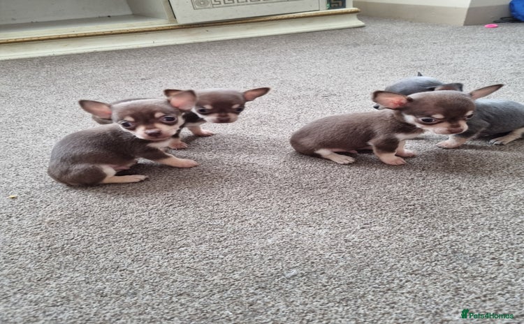 Chihuahua dogs - Advert 3