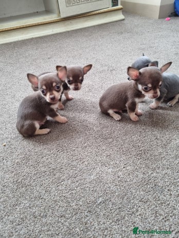 Chihuahua dogs - Advert 1