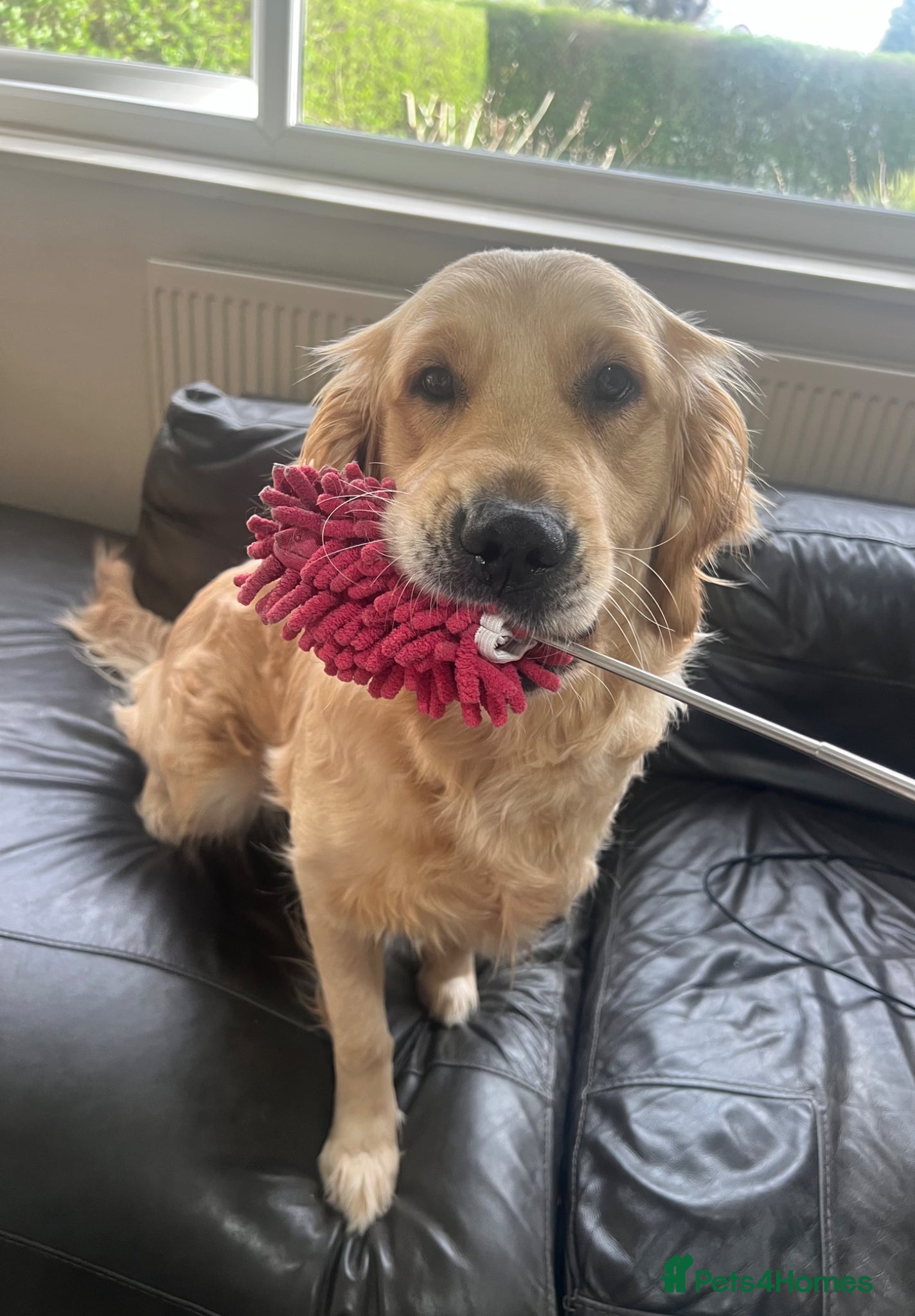 Mixed Breed dogs for sale: Quality Health Tested Goldendoodles - Advert 7