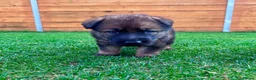 German Shepherd dogs for sale: KC Registered German Shepard Puppies 🐾🐾🐾 - Advert 6
