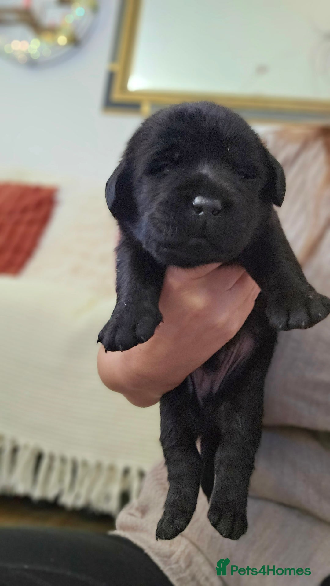 Labrador Retriever dogs for sale: Beautiful KC Show Line Labrador Puppys  - Advert 15
