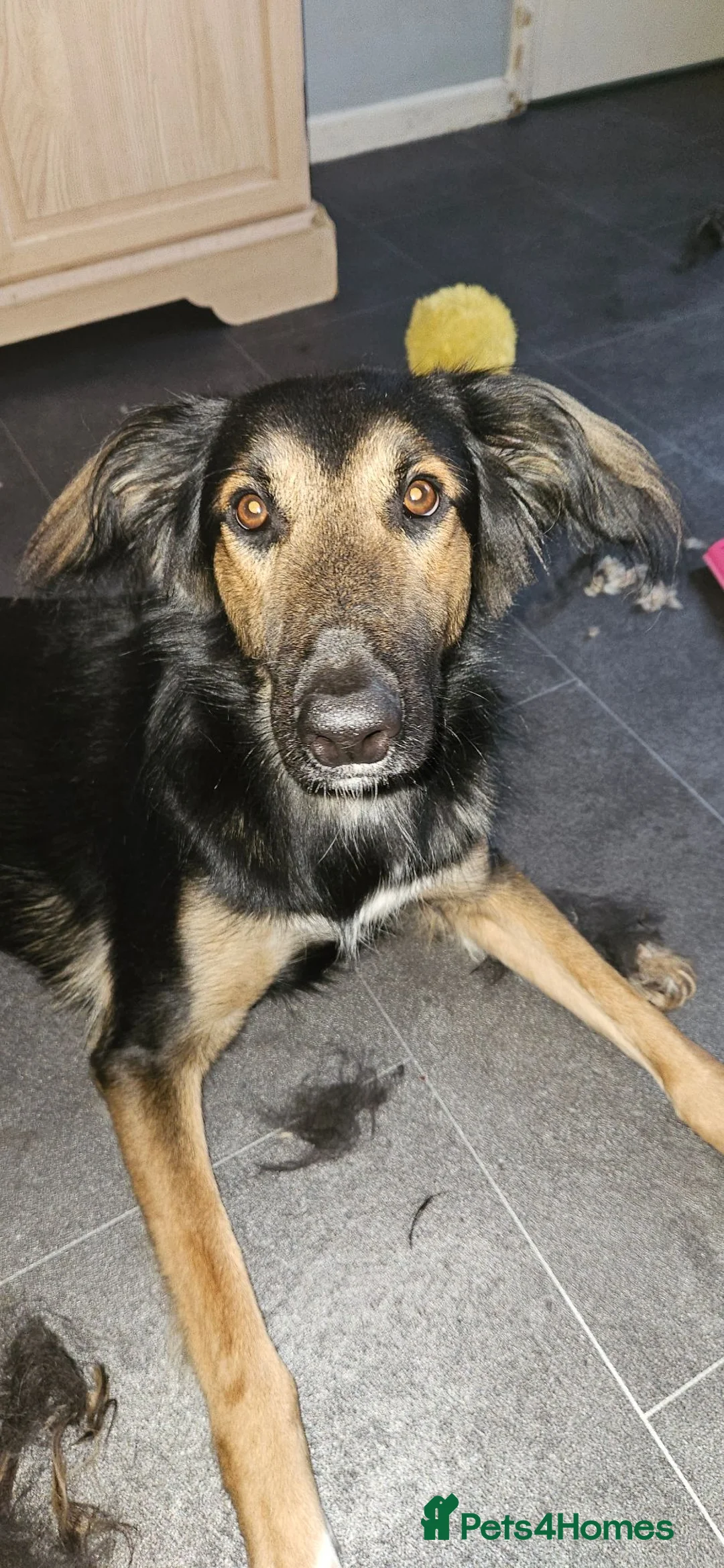Mixed Breed dogs for sale: Rambo is in need of a new home  in Manchester - Advert 5