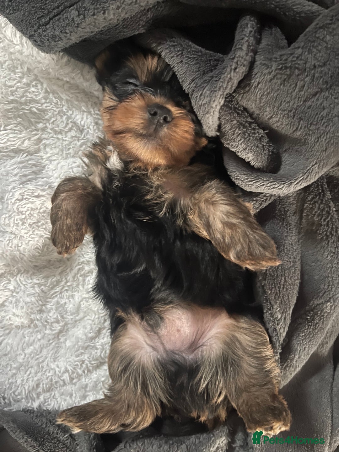 Yorkshire Terrier dogs for sale: Mini Yorkshire Terrier puppies - Advert 8