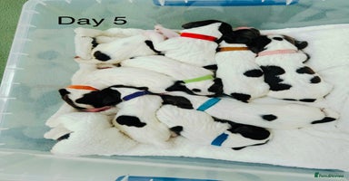 English Springer Spaniel dogs - Advert 7