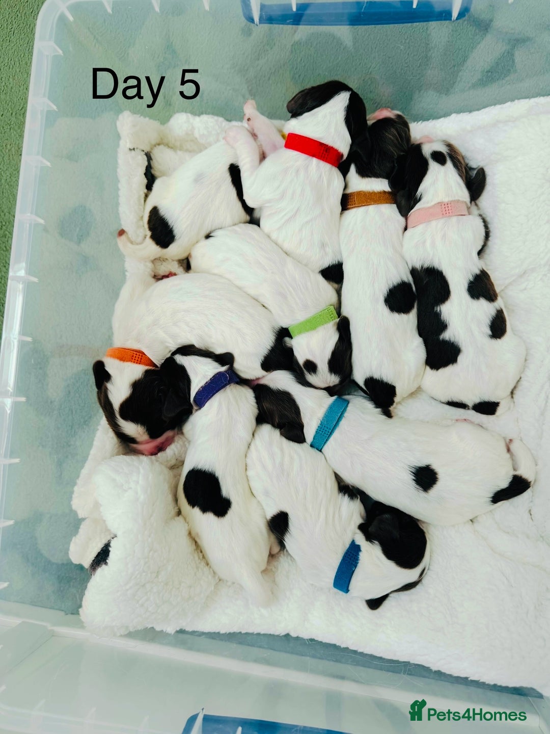 English Springer Spaniel dogs for sale: KC Quality English Springer Spaniels - Image 8