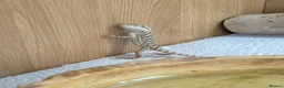 Bearded Dragon reptiles for sale: Baby Bearded Dragons - Advert 7