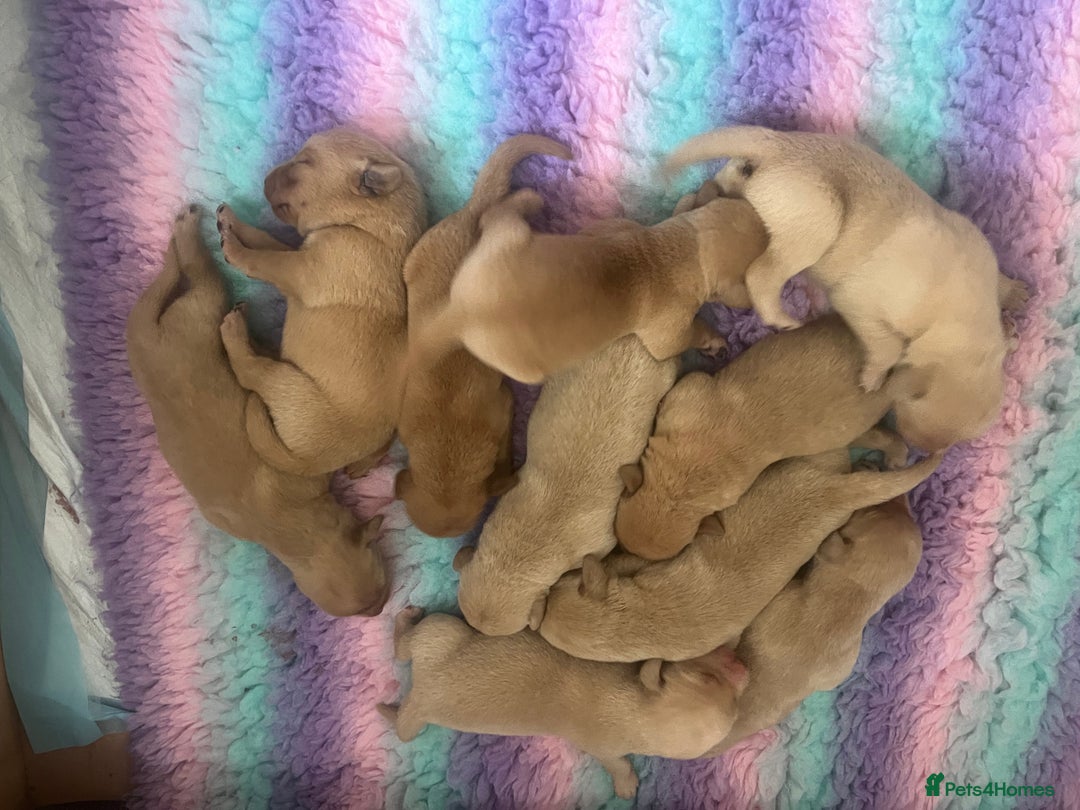 Labrador Retriever dogs for sale: 2 Labrador Retrievers girls left  - Advert 5