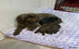 Cockapoo dogs for sale: Cockapoo  - Image 13