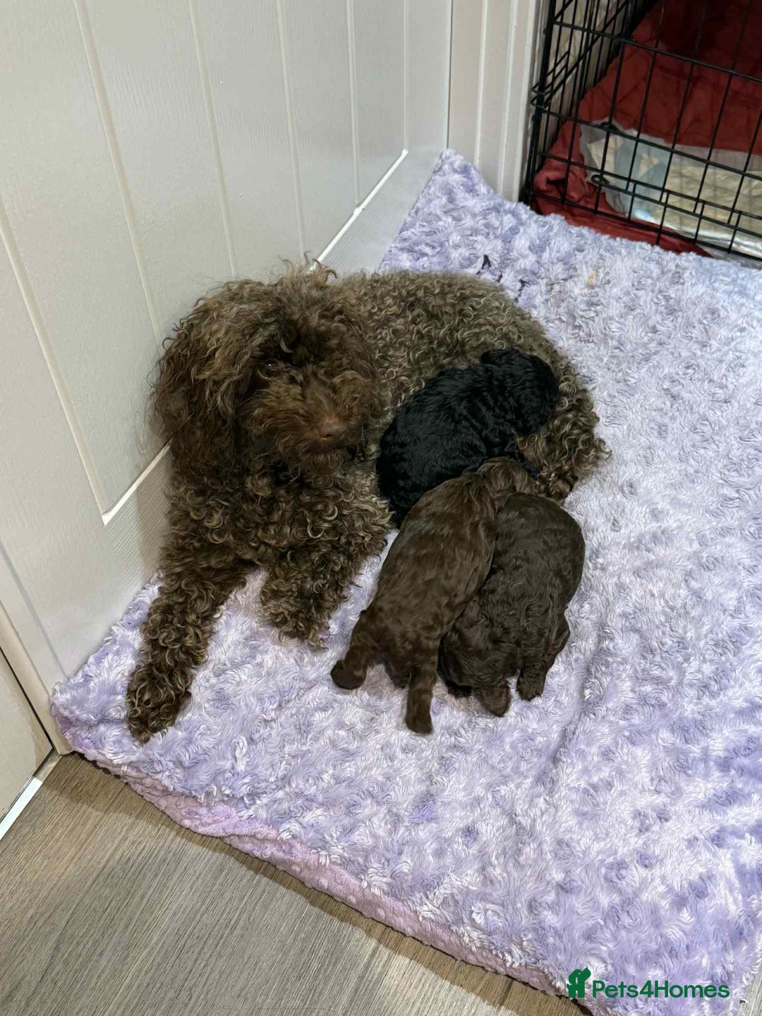Cockapoo dogs for sale: Cockapoo  - Image 13