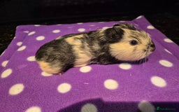 Guinea Pig rodents for sale: Baby guinea pigs  - Advert 3