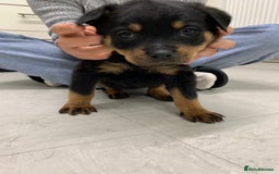 Rottweiler dogs for sale:  TWO LEFT ONLY *READY TO GO NOW* ROTTWEILER PUPS  - Advert 37