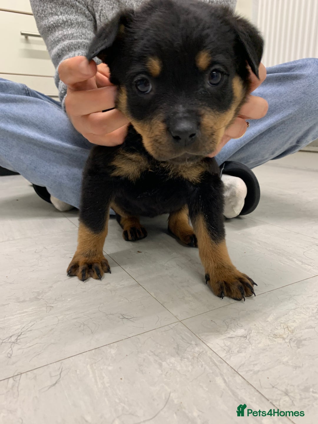 Rottweiler dogs for sale:  TWO LEFT ONLY *READY TO GO NOW* ROTTWEILER PUPS  - Advert 37