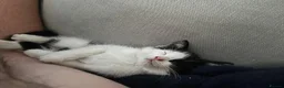 Domestic Shorthair cats for sale: Two beautifully marked male kittens - Advert 17
