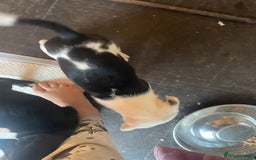 Mixed Breed dogs for sale: Aussie shepherd/staffy - Image 7