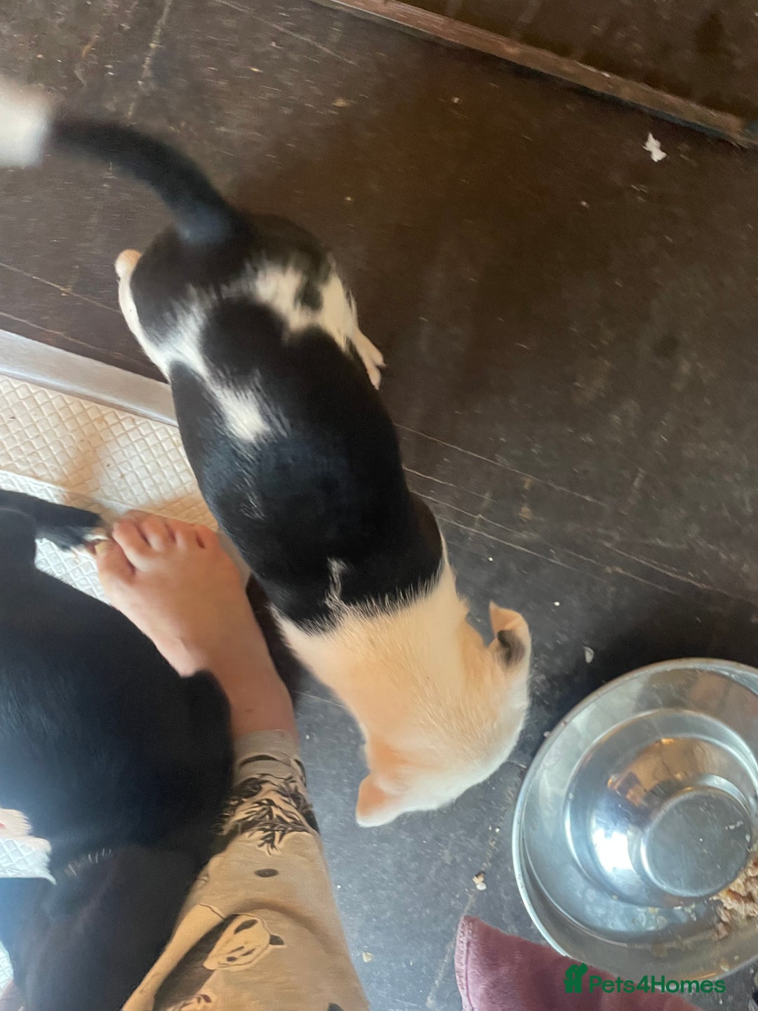 Mixed Breed dogs for sale: Aussie shepherd/staffy - Image 7