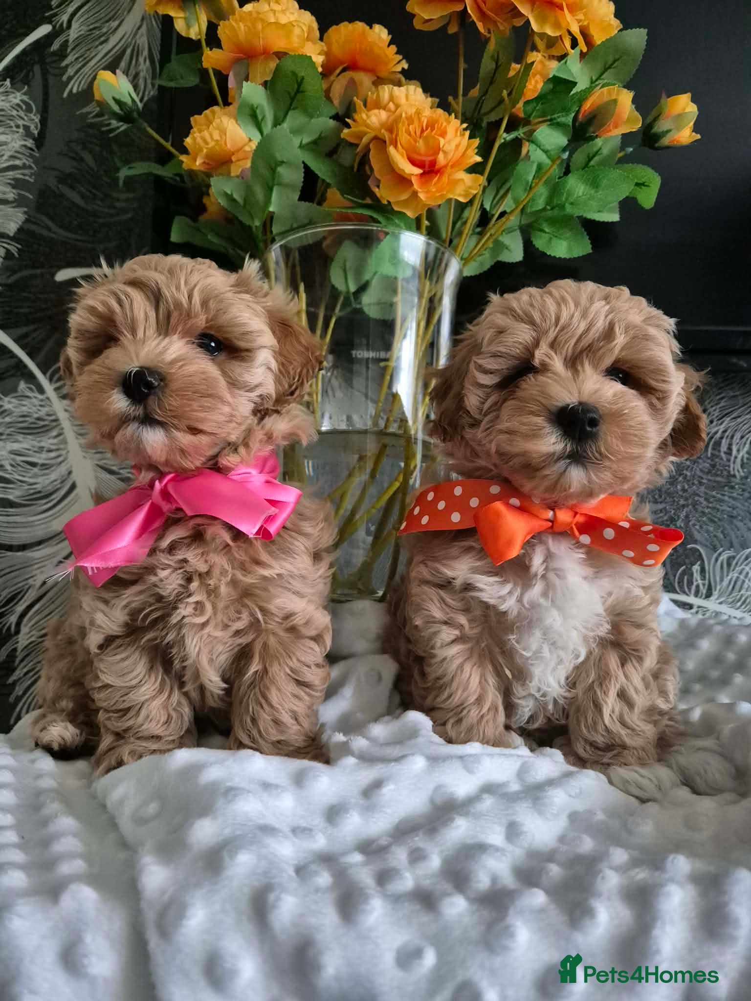Maltipoo dogs Adorable very small maltipoo puppies 🐶❤️ - Advert 5