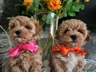Maltipoo dogs Adorable very small maltipoo puppies 🐶❤️ - Advert 2