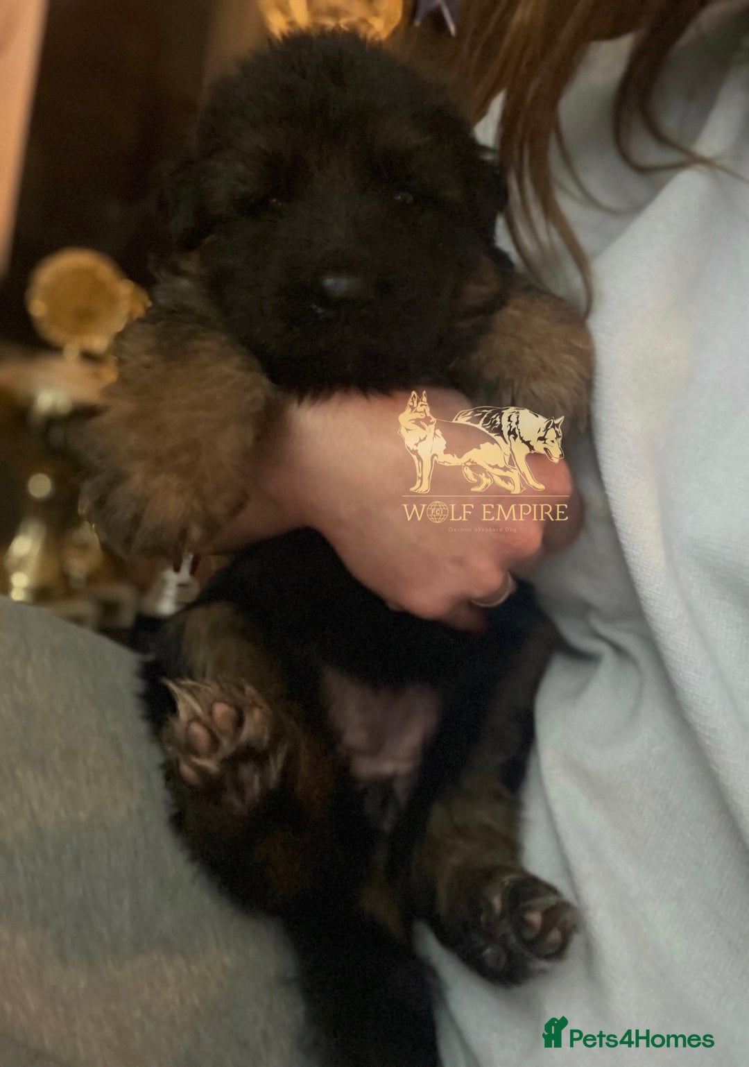 German Shepherd dogs for sale: ⭐️BEAUTIFUL GSD PUPPIES⭐️ - Advert 8