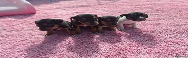 Jack Russell 1